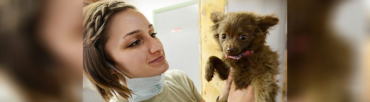 Biotech in NZ on cusp of saving sick pets