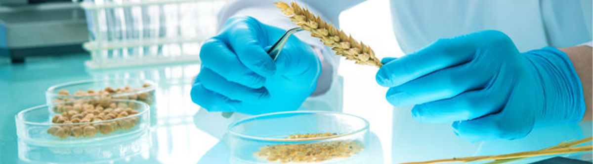 Call for review of genetically modified tech regulation in NZ